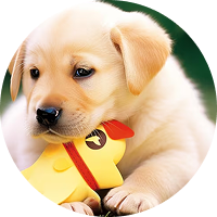 Bella – Labrador Puppy