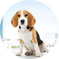Charlie – Beagle Puppy