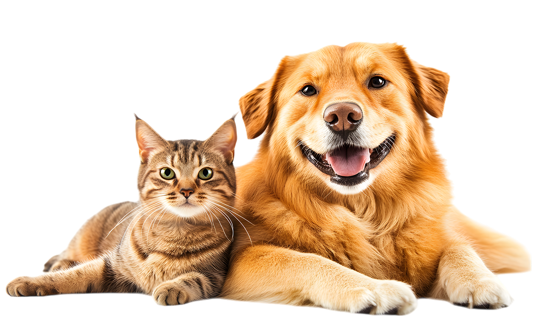 Happy golden retriever and tabby cat